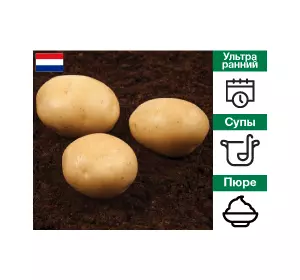 Картопля насіннева Орла Голандія